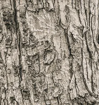 Vector illustration of the bark texture of Field Maple or Acer campestre. N.. Stock Illustration