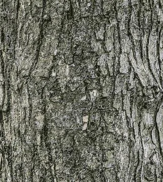 Vector illustration of the bark texture of Field Maple or Acer campestre. N.. Stock Illustration