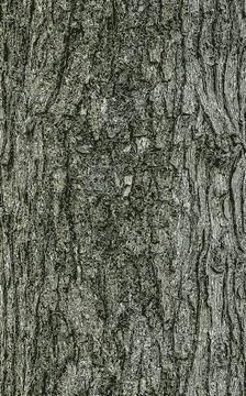 Vector illustration of the bark texture of Field Maple or Acer campestre. N.. Stock Illustration