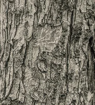 Vector illustration of the bark texture of Field Maple or Acer campestre. N.. Stock-Illustration