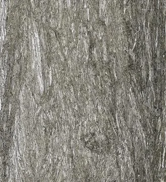 Vector illustration of the bark texture of Platycladus orientalis, also known Stock Illustration