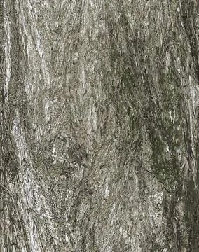 Vector illustration of the bark texture of Platycladus orientalis, also known Stock Illustration