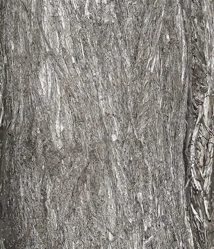 Vector illustration of the bark texture of Platycladus orientalis, also known Stock Illustration