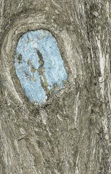 Vector illustration of the bark texture of Platycladus orientalis, also known Stock Illustration