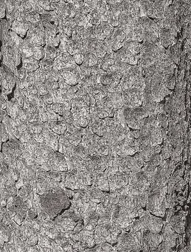 Vector illustration of the bark texture of the trunk of Norway spruce Picea a Stock Illustration