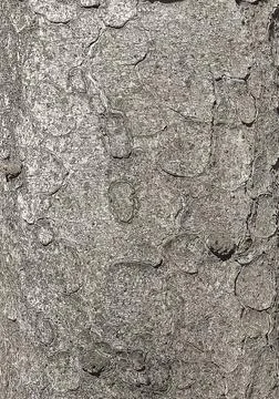 Vector illustration of the bark texture of the trunk of Norway spruce Picea a Stock-Illustration