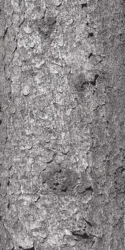 Vector illustration of the bark texture of the trunk of Norway spruce Picea a Stock Illustration