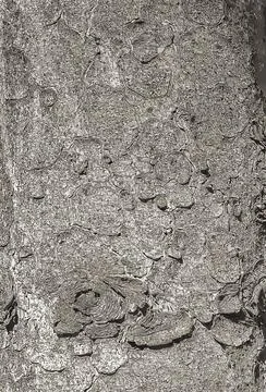 Vector illustration of the bark texture of the trunk of Norway spruce Picea a Stock Illustration