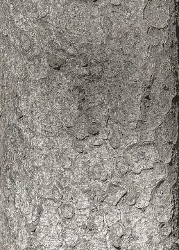 Vector illustration of the bark texture of the trunk of Norway spruce Picea a Stock Illustration