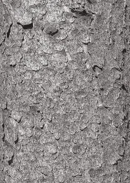 Vector illustration of the bark texture of the trunk of Norway spruce Picea a Stock Illustration