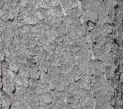 Vector illustration of the bark texture of the trunk of Norway spruce Picea a Stock Illustration