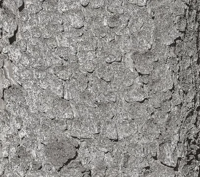 Vector illustration of the bark texture of the trunk of Norway spruce Picea a Stock Illustration