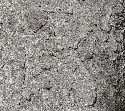 Vector illustration of the bark texture of the trunk of Norway spruce Picea a Stock Illustration