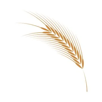 Vector illustration of barley ear simple icon in flat style isolated on white 스톡 일러스트