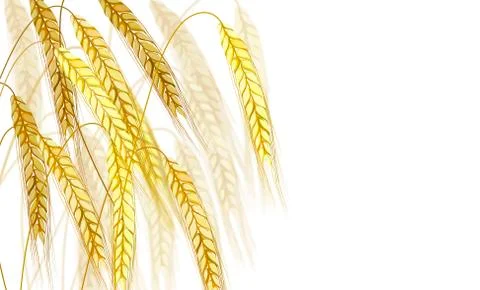 Vector illustration of barley ear on white background - ripe yellow cereal spike Stock Illustration