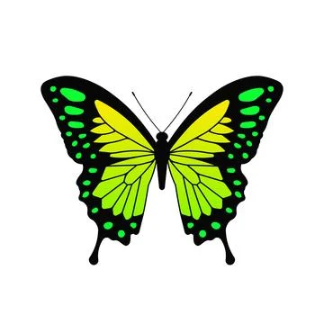 Vector illustration of beautiful and bright green butterfly. 스톡 일러스트