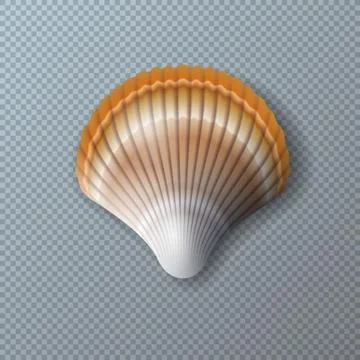 Vector Illustration with Beautiful Shell Isolated on Transparent Background Illustrazione stock