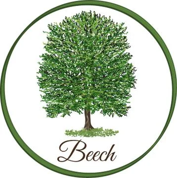 Vector illustration of an Beech tree isolated Stock Illustration