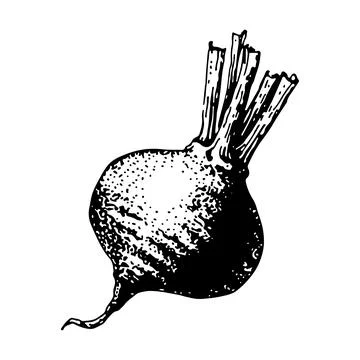 Vector illustration, beetroot sketch. Isolated beetroot. Engraved art. Organi Stock Illustration