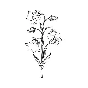 Vector illustration of bell flowers Stock Illustration