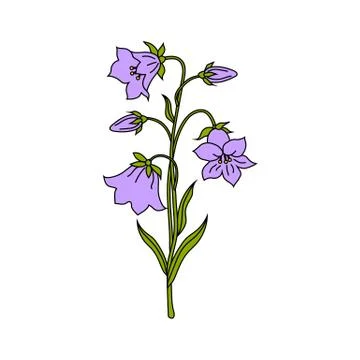 Vector illustration of bell flowers Stock Illustration