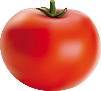 Vector illustration of big ripe red fresh tomato Stock Illustration