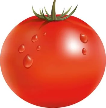 Vector illustration of big ripe red fresh tomato Stock-Illustration