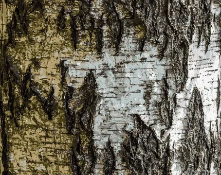 Vector illustration of Birch bark texture. The texture of the birch bark. B.. Stock Illustration
