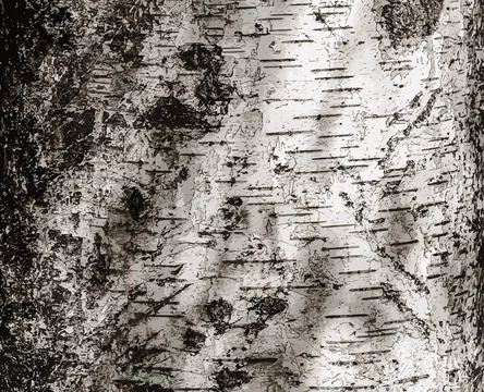 Vector illustration of Birch bark texture. The texture of the birch bark. B.. Stock Illustration