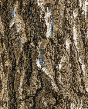 Vector illustration of Birch bark texture. The texture of the birch bark. Bir Stock Illustration