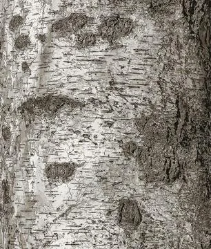 Vector illustration of Birch bark texture. Birch bark background. The birch.. Stock Illustration