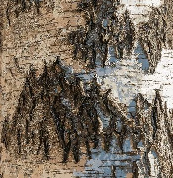 Vector illustration of Birch bark texture. The texture of birch bark. Birch.. Stock Illustration