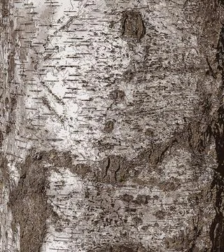 Vector illustration of Birch bark texture. The texture of the birch bark. T.. Stock Illustration