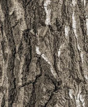 Vector illustration of Birch bark texture. Texture of the birch bark. Birch.. Stock Illustration