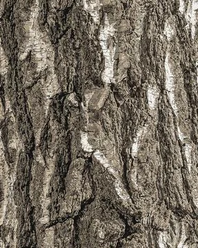 Vector illustration of Birch bark texture. The texture of birch bark. Birch.. Stock Illustration