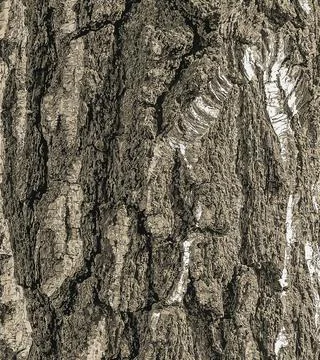 Vector illustration of Birch bark texture. Texture of birch bark. Birch bar.. Stock Illustration