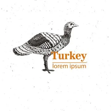 Vector illustration - a bird young turkey, Vintage engraving style. Nature - Stock-Illustration