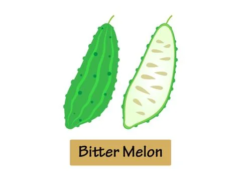 Vector illustration Bitter melon isolated on white background. Stock Illustration