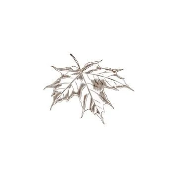 Vector illustration of a black and white sketch of a maple leaf in grunge s.. Stock Illustration