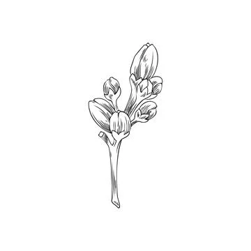Vector illustration of black and white sketch of neroli flower buds. Stock Illustration