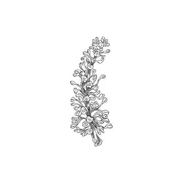 Vector illustration of black and white sketch of branch with carob flowers, hand Stock Illustration