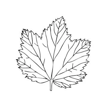 Vector illustration of a black currant leaf isolated on a white background Illustrazione stock