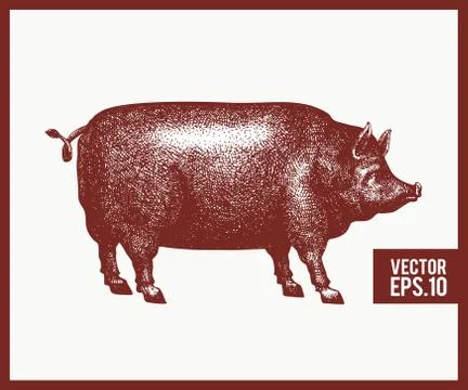 Vector illustration of black pig silhouette. Retro engraving style. Sketch farm Stock Illustration