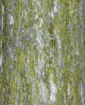 Vector illustration of black pine bark. Pinus nigra trunk texture. Living t.. Stock Illustration