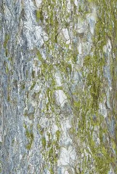 Vector illustration of black pine bark. Pinus nigra trunk texture. Living t.. Stock Illustration