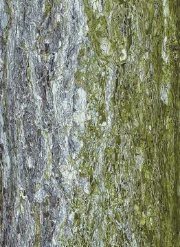 Vector illustration of black pine bark. Pinus nigra trunk texture. Living t.. Stock Illustration