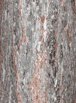 Vector illustration of black pine bark. Pinus nigra trunk texture. Living t.. Stock Illustration