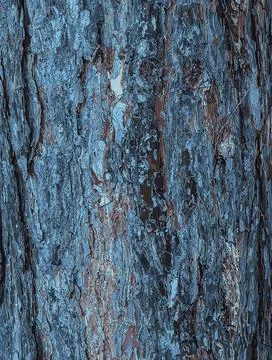 Vector illustration of Black pine bark close-up. The texture of trunk of Pi.. Stock Illustration