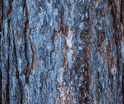 Vector illustration of Black pine bark close-up. Texture of trunk of Pinus .. Stock Illustration