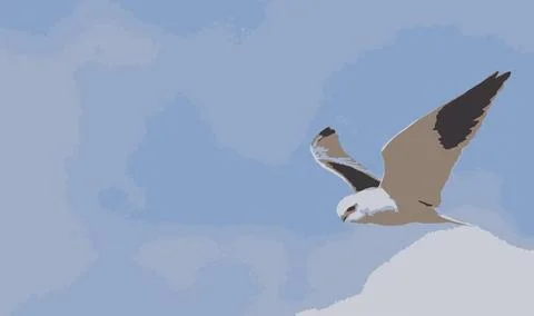 Vector illustration of Black winged kite (hawk) Hovering Stock Illustration